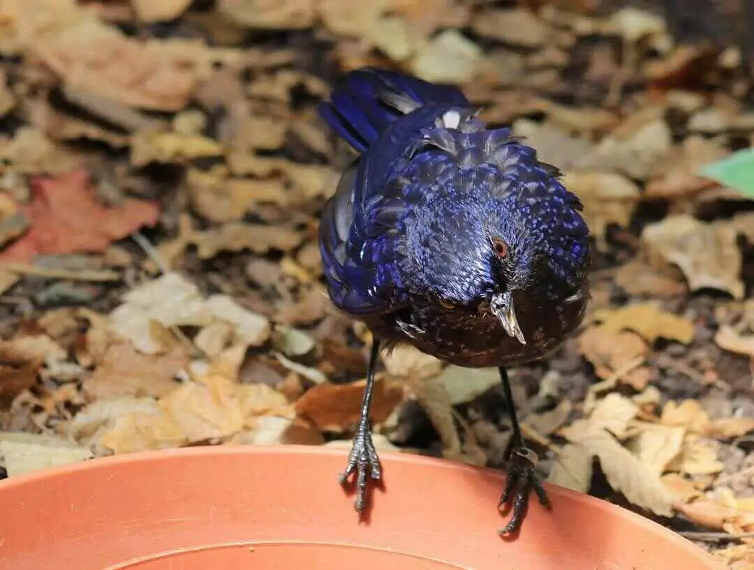 Madagascar Drango bird